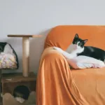 Коти відпочивають на комплексі й на дивані у кімнаті