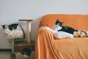 Скільки коту потрібно лежаків і як вибрати котяче дерево