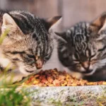 Два смугасті коти їдять корм на подвір'ї