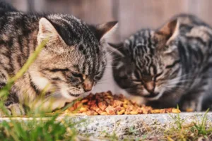 Скільки білка в котячому кормі і чому самого м’яса замало