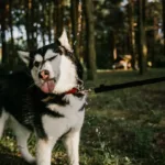 Чорно-білий хаскі на повідку в лісі