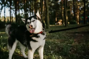 Хаскі: опис породи від зовнішності до характеру