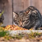 Двоє смугастих кошенят їдять порцію корму