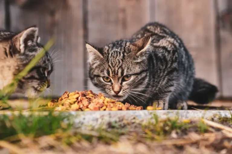 Скільки корму давати кошеняті: 5 поправок до порції