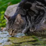 Смугастий кіт п'є воду з водойми