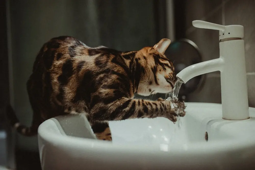 Низький калій у кота: 9 симптомів, причини та продукти з калієм 1 Кіт п'є воду з крана у ванній