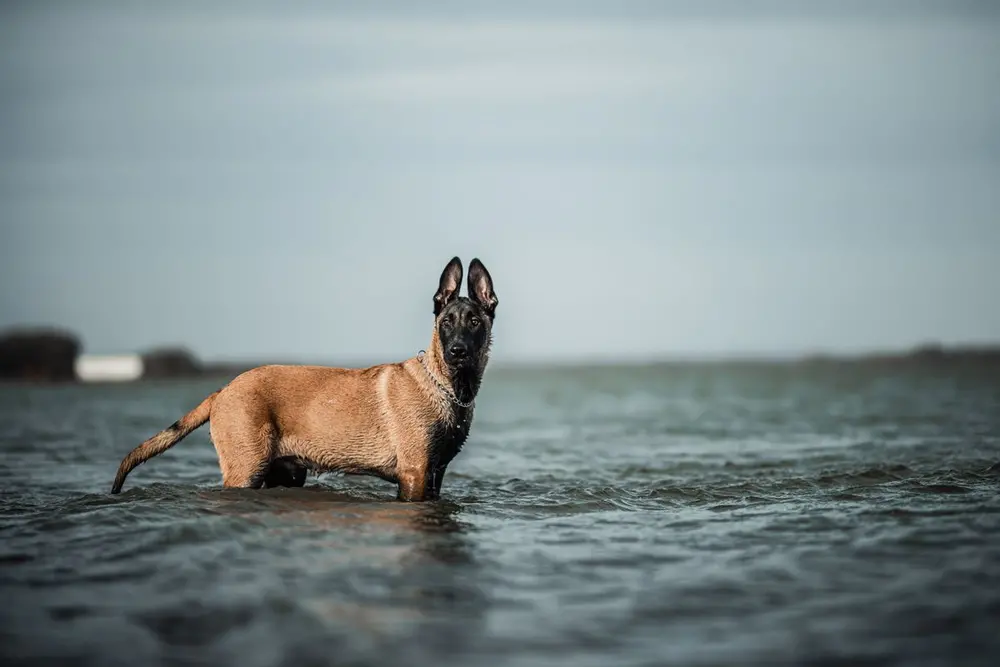 Малінуа стоїть у мілкій воді біля берега