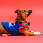 Рудий пес у синій футболці лежить на червоному тлі