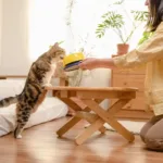 Жінка ставить миску з кормом для смугастого кота