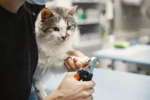 Як підстригти кігті коту, щоб він не виривався 7
