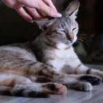 Людина обережно торкається вуха смугастого кота
