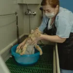 Жінка миє намиленого рудого кота в тазу з водою