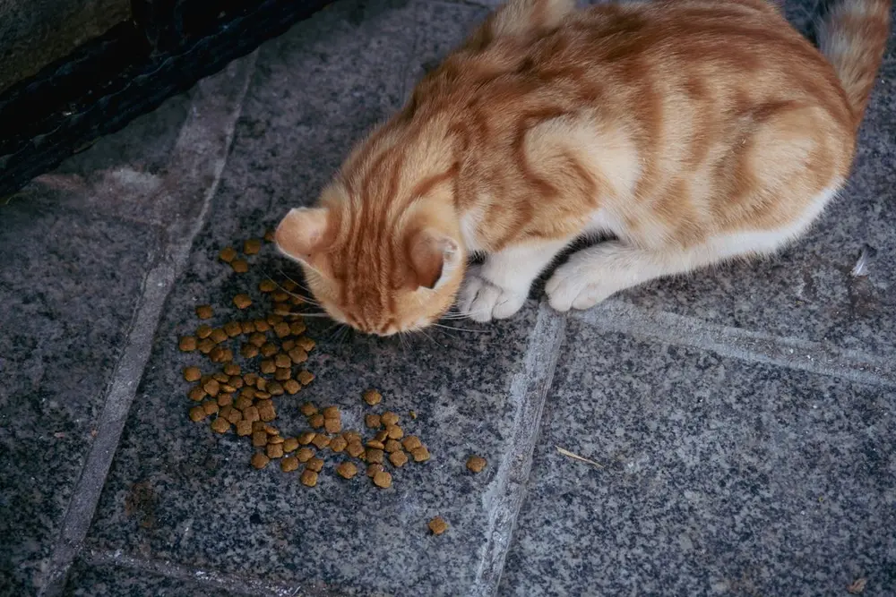 Рудий смугастий кіт їсть сухий корм
