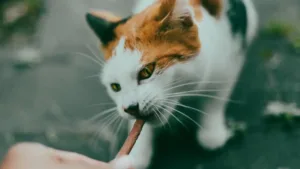 Чи можна коту картоплю: варену, сиру, пюре і скільки давати 10