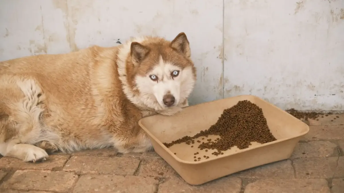Хаскі лежить біля лотка з сухим кормом