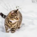 Смугастий кіт іде глибоким снігом