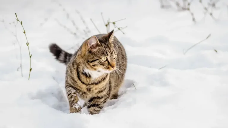 Будиночок для вуличних котів і ще 4 способи допомогти їм у мороз