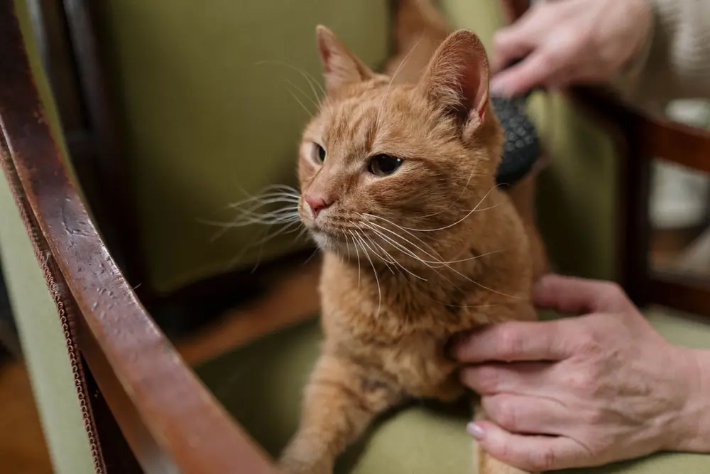 Рудого кота вичісують щіткою в кріслі
