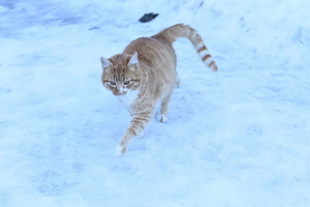 Будиночок для вуличних котів і ще 4 способи допомогти їм у мороз 2 Рудий кіт іде засніженим подвір'ям
