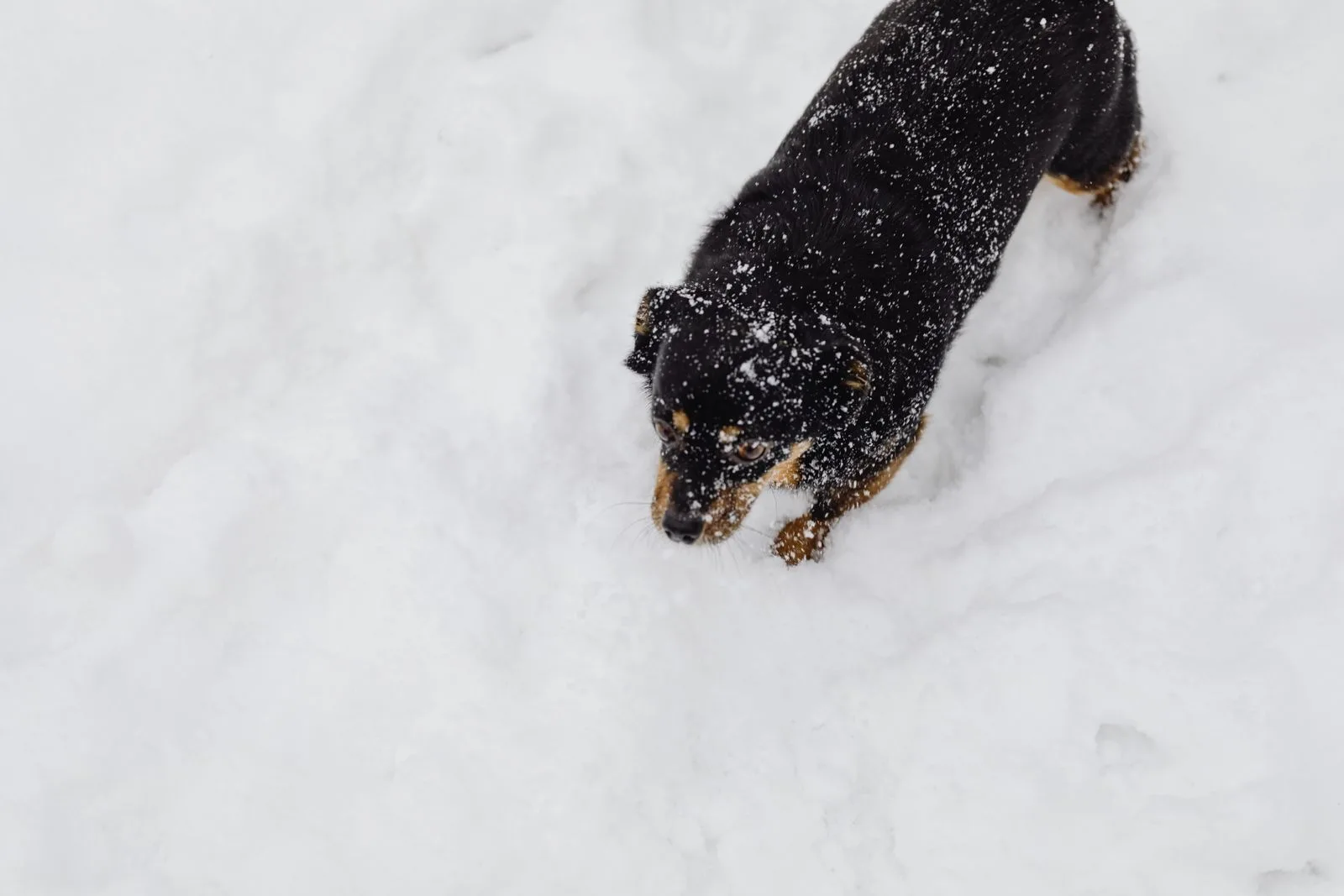 Невеликий чорно-рудий собака бреде глибоким снігом