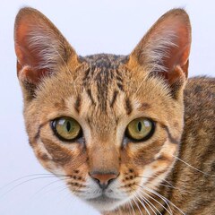 pet cat3