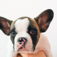 pet dog2