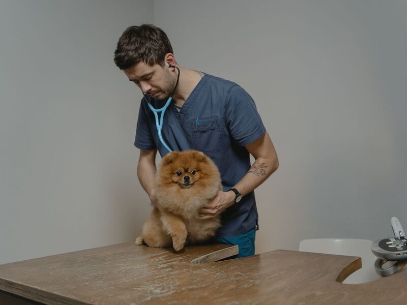 Зоомагазин AmigoVet.net Київ - купити зоотовари в Україні 20 svc care dog