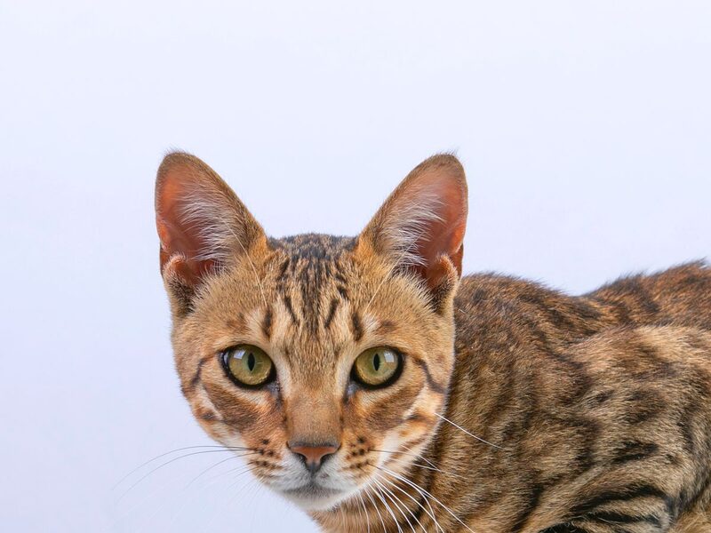 Зоомагазин AmigoVet.net Київ - купити зоотовари в Україні 21 svc pets cat