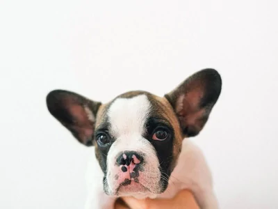 svc pets dog 400