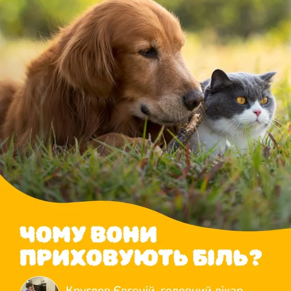 Біль, це сигнал про проблему. Але не завжди ми помічаємо його. Собаки та коти вміють вправно його приховувати роками! І