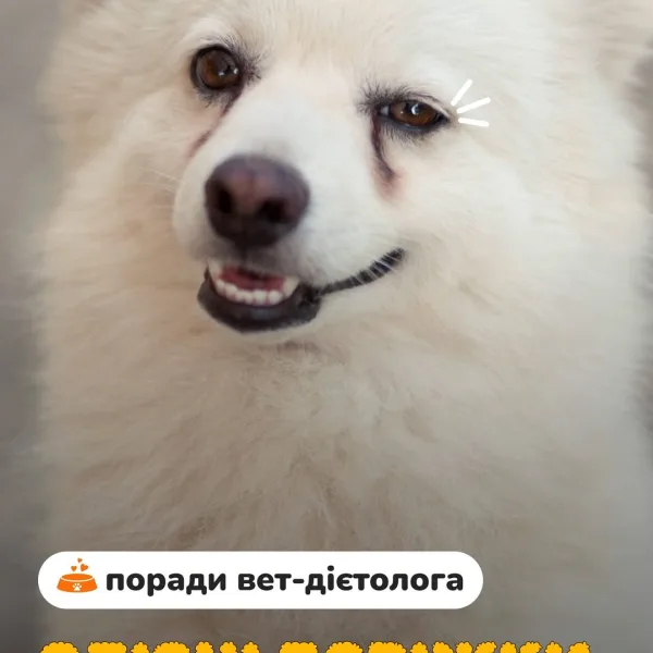 Зоомагазин AmigoVet.net Київ - купити зоотовари в Україні 100 Слізні доріжки у білих собак. Чи справді проблема в харчуванні? Не поспішай з висновками Слізні доріжки можуть з’являт