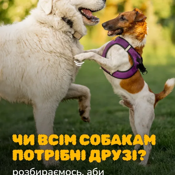 Якщо у твого собаки немає друзів, не хвилюйся, це нормально Як і люди, собаки мають різний темперамент. І можуть бути: