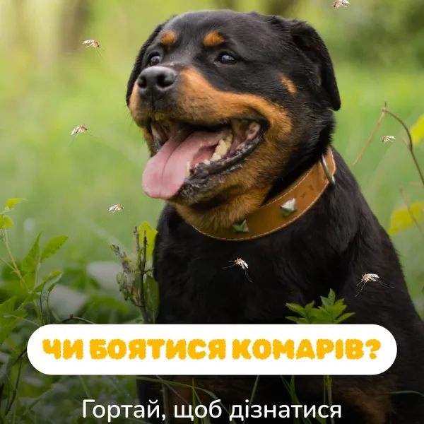 Зоомагазин AmigoVet.net Київ - купити зоотовари в Україні 44 Комарі, небезпека, про яку багато хто не підозрює. Лише один укус може стати причиною серйозних проблем зі здоров’ям
