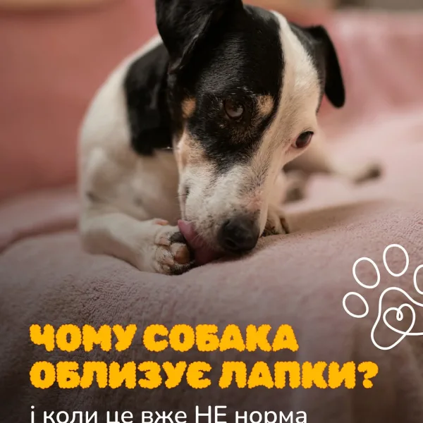 Зоомагазин AmigoVet.net Київ - купити зоотовари в Україні 45 Більшість собачників не звертає уваги на облизування лап. А дарма.. За частим та інтенсивним облизуванням лап можуть с