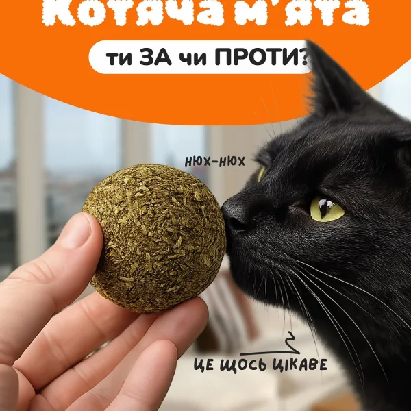 Найгарячіша тема дискусій кото-батьків: котяча м’ята! Хтось любить її за миттєве відчуття релаксу та «котяче щастя», а х