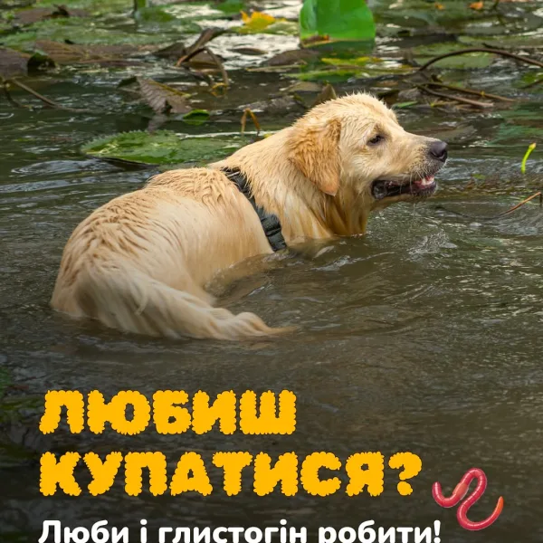Побавитися в калюжі? Освіжитися в ставку? Що може бути краще в спекотний день! Але іноді після таких пригод додому песи