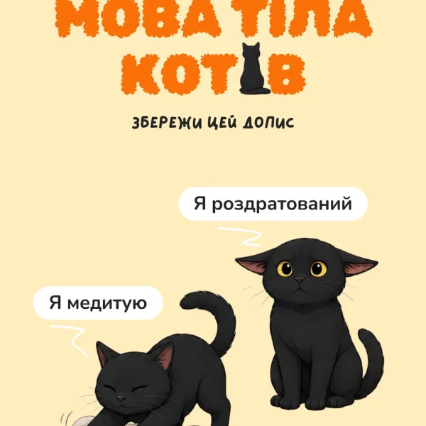 Коти відомі своєю непередбачуваною поведінкою А можливо ми просто не розуміємо їхні сигнали? Вони спілкуються з нами та