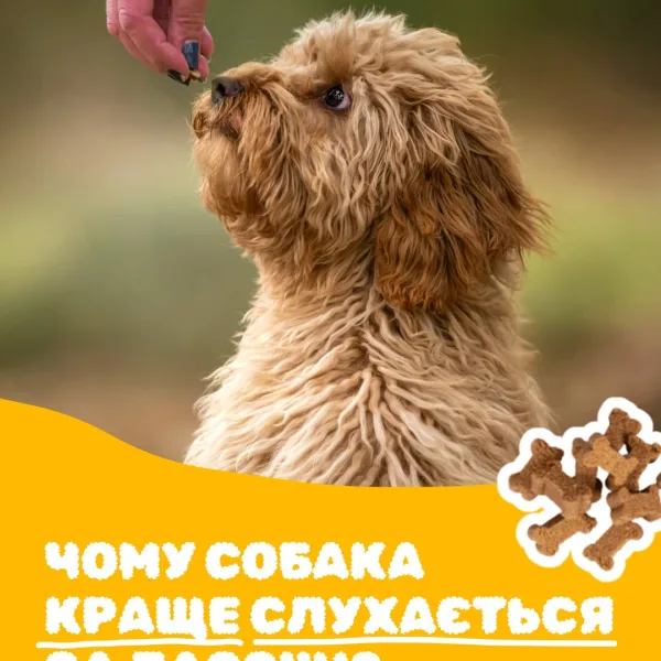 Позитивне підкріплення працює найкраще тоді, коли заохочення можна дати швидко й у правильний момент. Саме тому для дрес