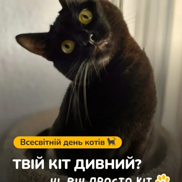 Вітаємо всіх з Всесвітнім днем котів! І даруємо знижку -10% за промокодом CATDAY Промокод діє лише з 8 до 10 серпня, не