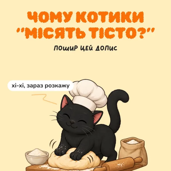 І ні, вони не уявляюсь себе пекарями в процесі створення найсолодших булочок “Молочний крок”, це важливий сигнал котик