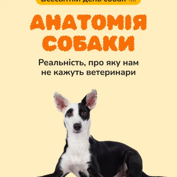 Наші песики, унікальні та неповторні Повні любові, трішки смішні, точно сміливі, дуже цікаві та надзвичайно милі! Міжн