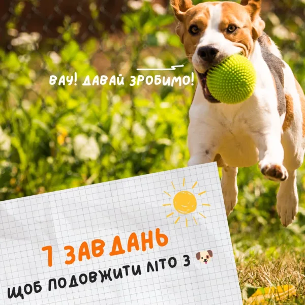 Невистачає чогось для пригод? В AmigoVet ти знайдеш все! Смаколики під будь-яку задачу; Різноманітні іграшки; Обро