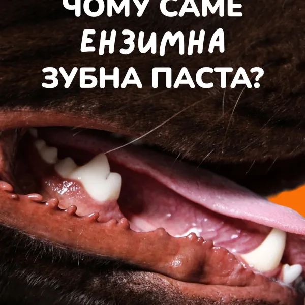Лайфхак, як почистити зуби улюбленцю без щітки Нанеси, за допомогою аплікатора або пальців, ензимну пасту на зубки та