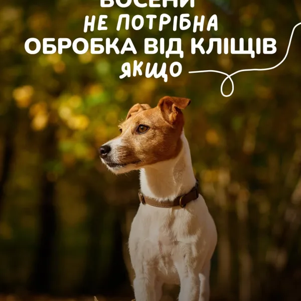 Чи потрібно обробляти від кліщів восени та взимку? Чому після таблетки кліщ все одно кусає? Як обрати препарат? Відповід