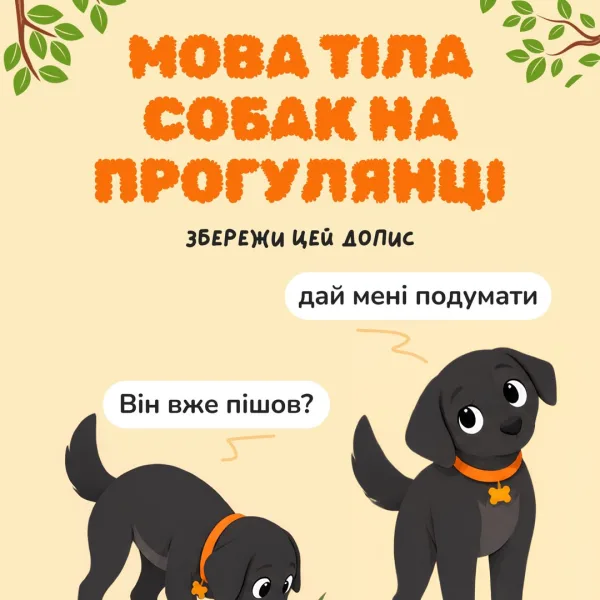 Песики вчать наші сигнали (слова-маркери, інтонації, рухи, емоції), а нам потрібно вивчити їхні. Бо лише так можна досяг