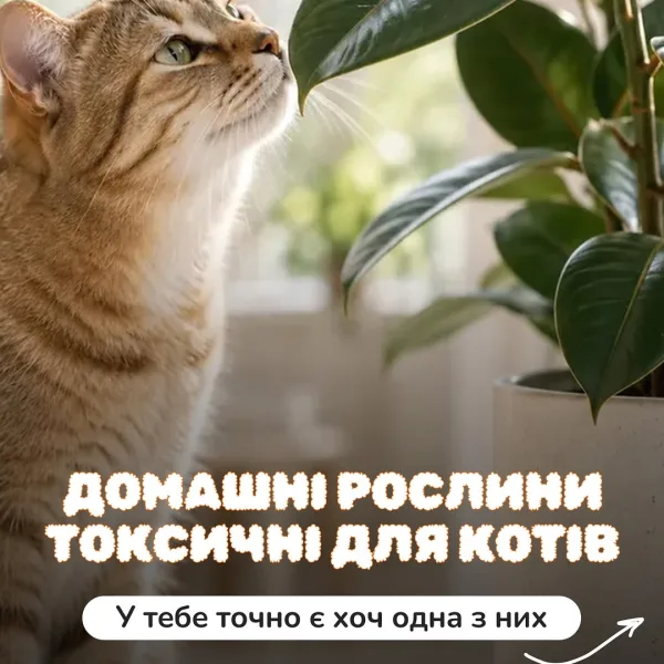 Що ж робити з цими рослинами, якщо вони вже є у тебе вдома? Якщо ти знайшла в списку свій вазон - не панікуй Ізолюй