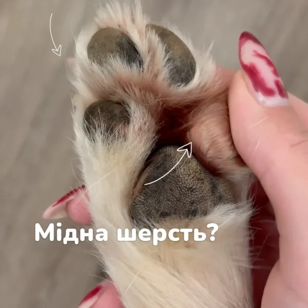 Грибок Malassezia є на лапках всіх песиків і безпечний до того моменту, поки «умови життя» не стануть ідеальними: Пост